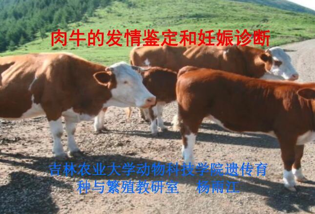 杨雨江肉牛的发情鉴定和妊娠诊断.jpg