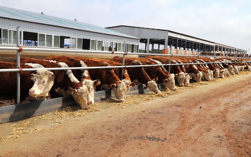 【梨树县】上半年梨树县肉牛养殖量存栏量居吉林省第一